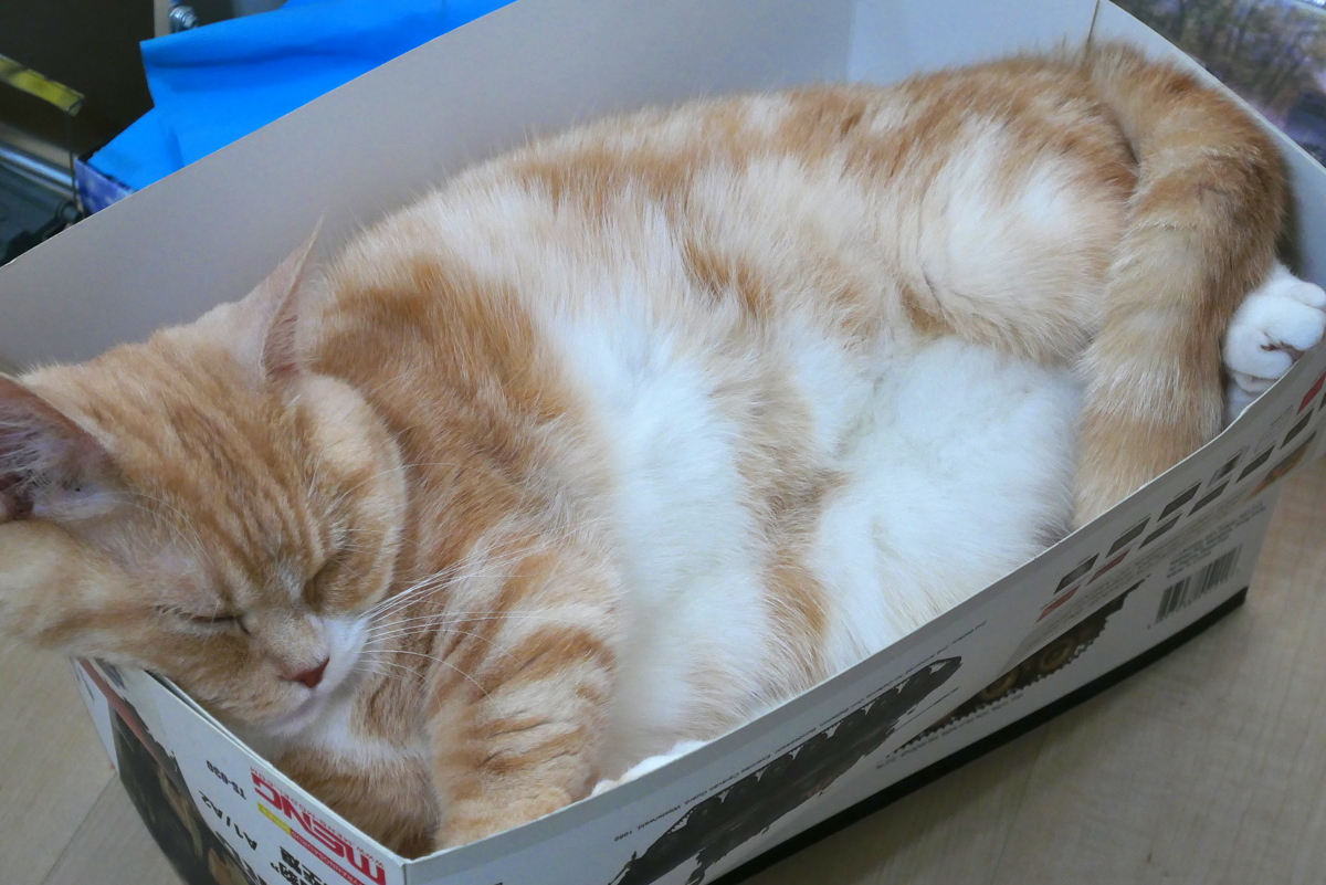 MUNCHKIN ADULT CAT CHAI, SLEEPING IN A BOX, GET VACCINATED JUNE-2021