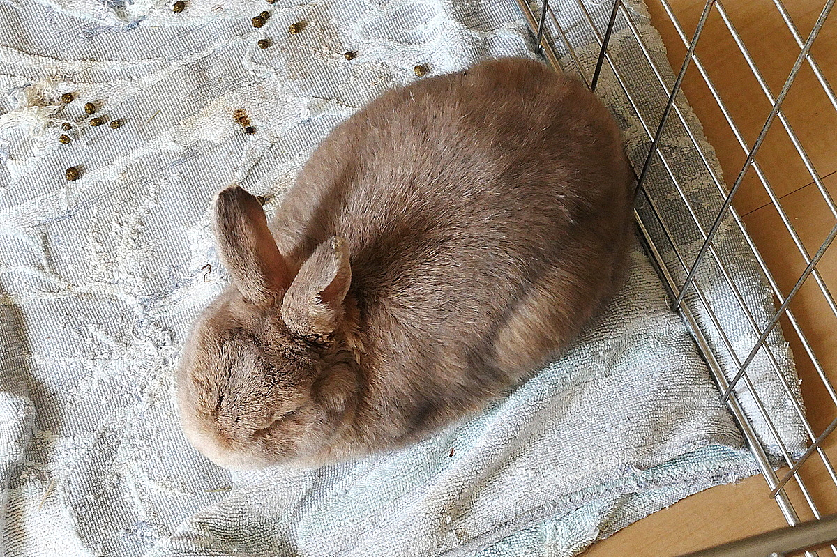 Rabbit Netherland Dwarf Caesar Died. He Was 11 Years Old MINIATURE